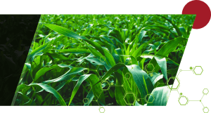 Green crops with a light green molecule pattern overlaid and a maroon circle positioned at the top right corner of the crop image