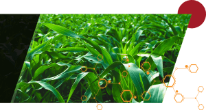 An image of green crops with an orange hexagon pattern overlaid and a maroon circle in the top right corner