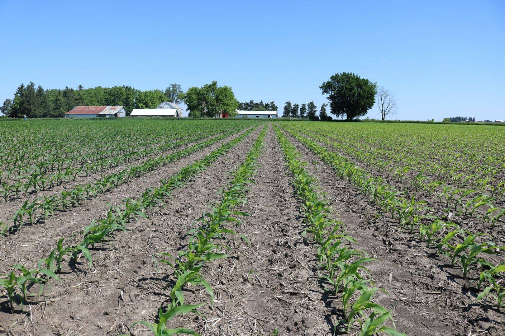 Corn field with SO4 applied on the left and no sulfur applied on the right. Corn with SO4 applied is darker green.