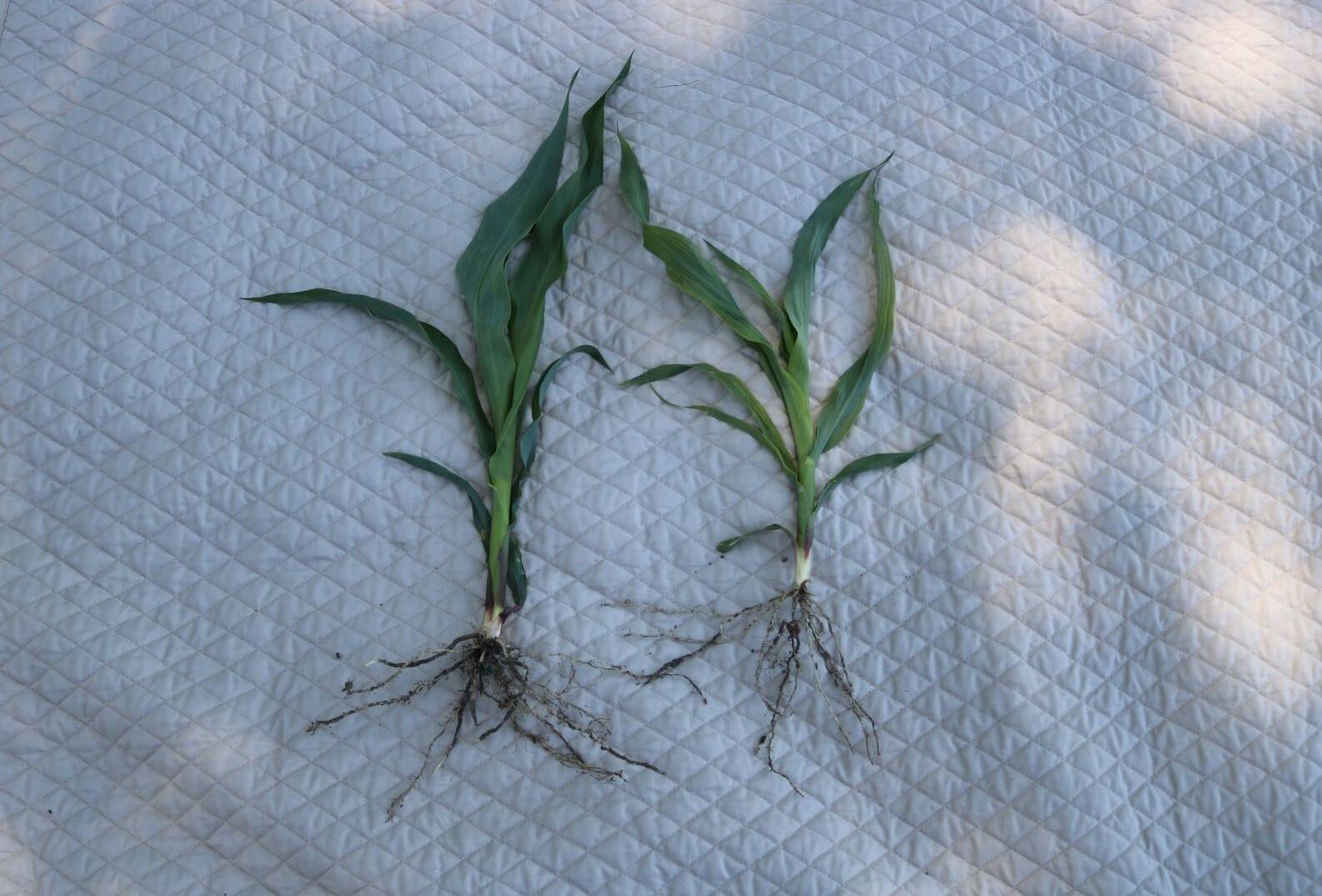 Corn plant fertilized with SO4 is bigger with thicker more substantial roots than the corn plant that did not receive sulfur.