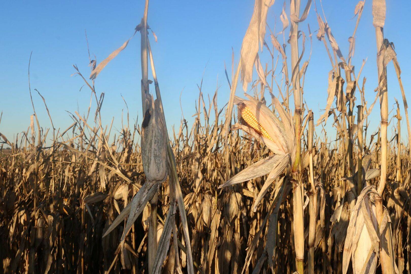 Photo of harvest ready field corn