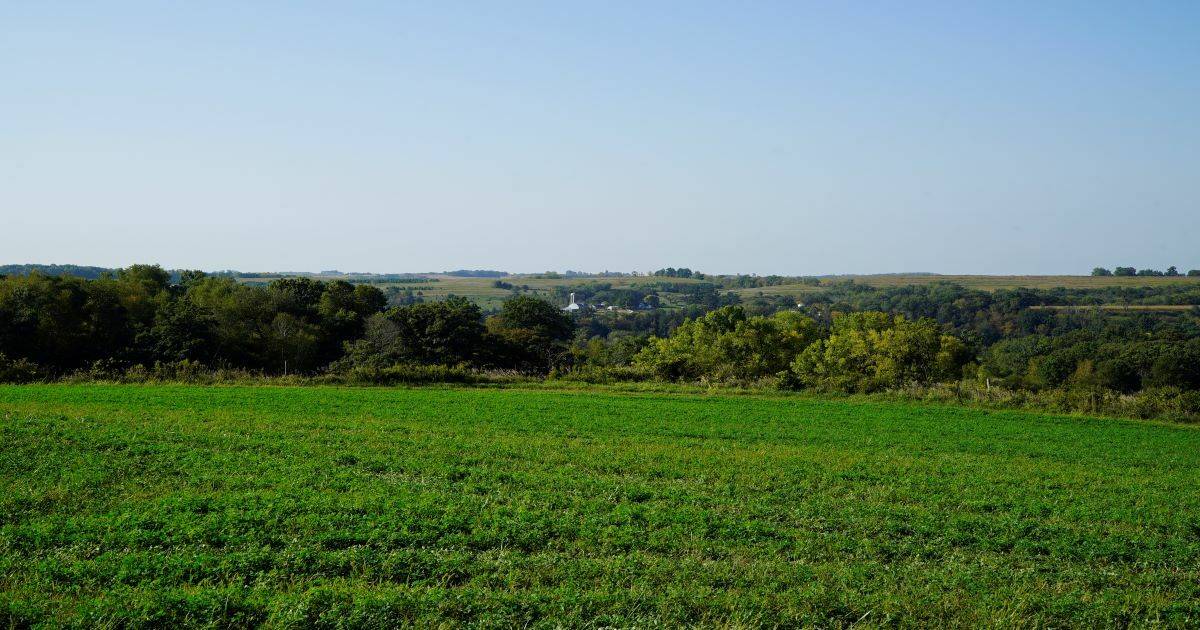 Rolling alfalfa field in Wisconsin