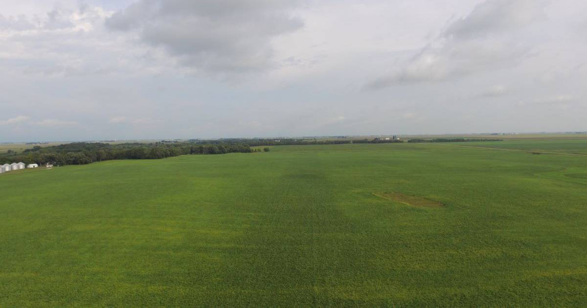 Soybean field with dark green strip where SO4 was applied