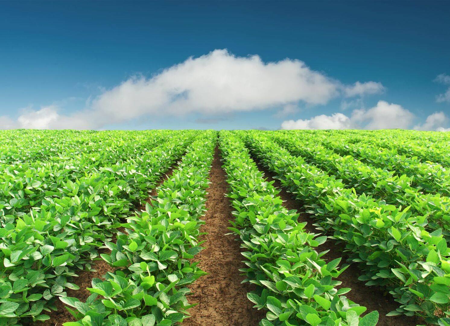 Fertilize Soybeans with SO4 and Potash this fall