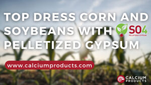 TOP DRESS CORN & BEANS WITH SO4